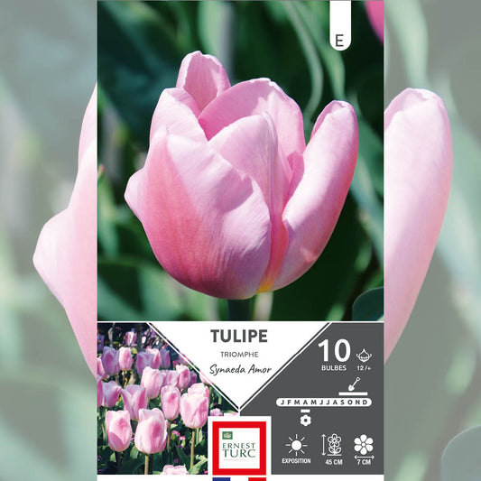 TULIPE TRIOMPHE SYNAEDA AMOR 
