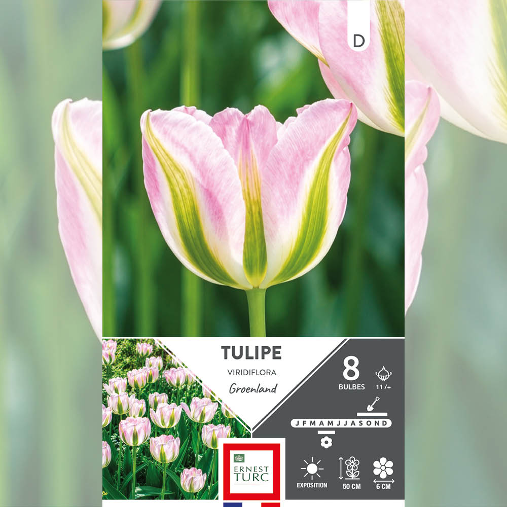 TULIPE VIRIDIFLORA GROENLAND 