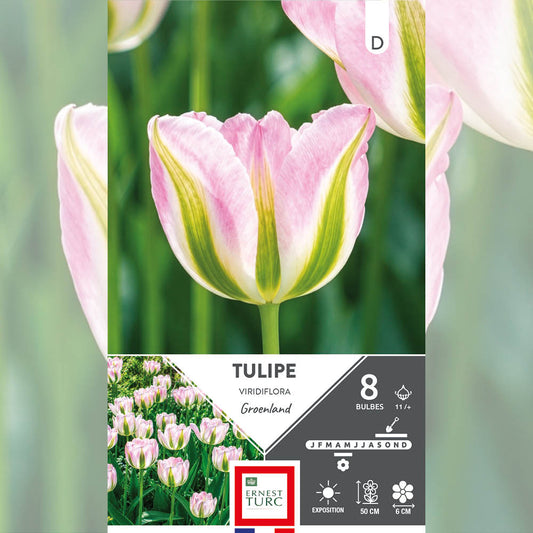 TULIPE VIRIDIFLORA GROENLAND 