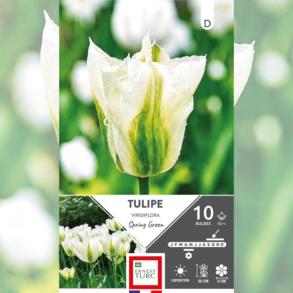 TULIPE VIRIDIFLORA SPRING GREEN 
