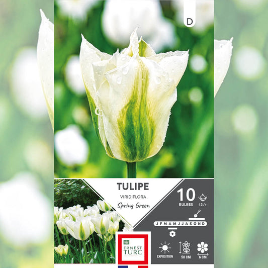 TULIPE VIRIDIFLORA SPRING GREEN 