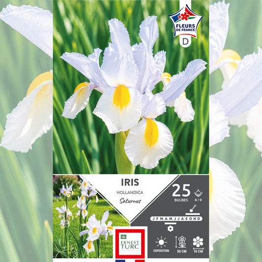 IRIS HOLLANDICA SATURNUS 