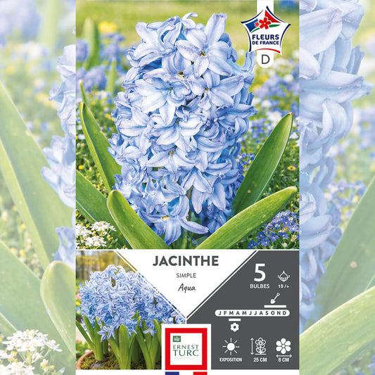 JACINTHE AQUA 