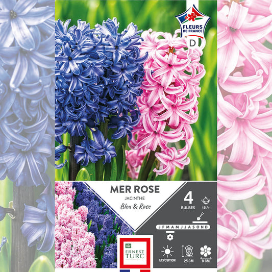 JACINTHE ASSORTIMENT MER ROSE 