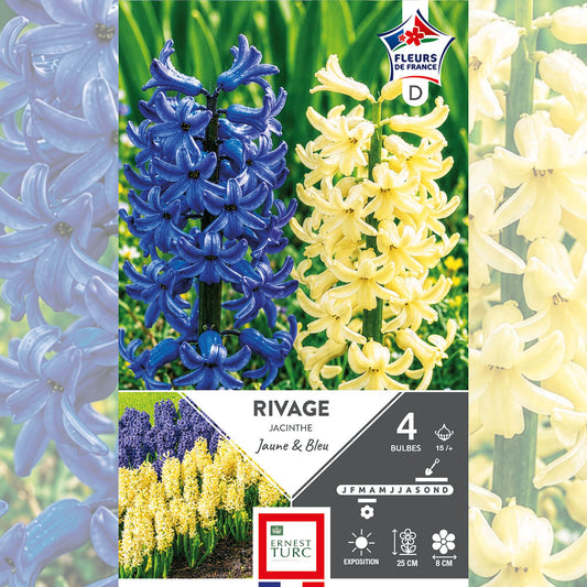 JACINTHE ASSORTIMENT RIVAGE 