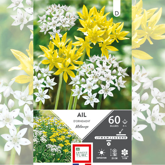 ALLIUM EN MÉLANGE 