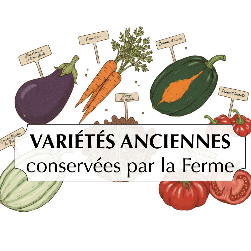 ASSORTIMENT DES VARIÉTÉS ANCIENNES CONSERVÉES PAR LA FERME 
