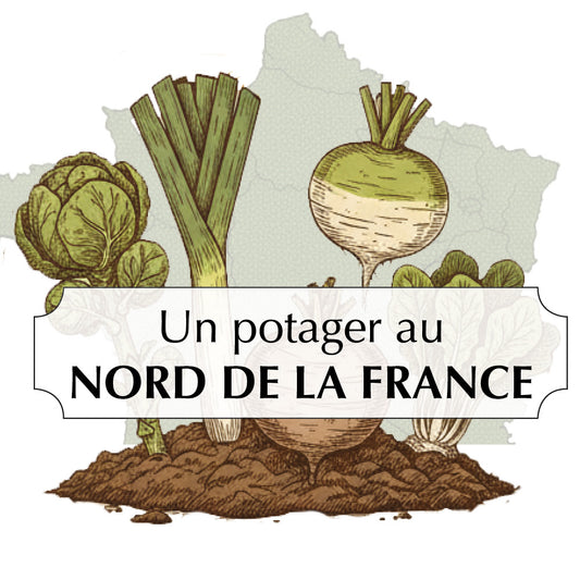 ASSORTIMENT POUR UN POTAGER DANS LE NORD DE LA FRANCE 
