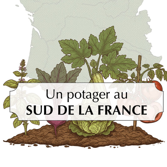 ASSORTIMENT POUR UN POTAGER DANS LE SUD DE LA FRANCE 