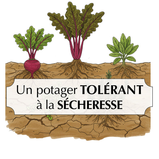 ASSORTIMENT POUR UN POTAGER TOLÉRANT LA SÉCHERESSE 