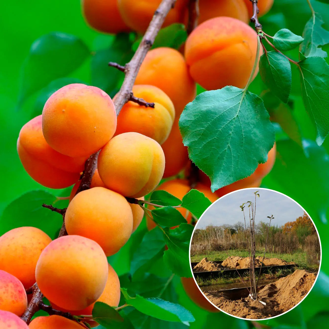 ABRICOTIER NON GREFFE CANINO AB 