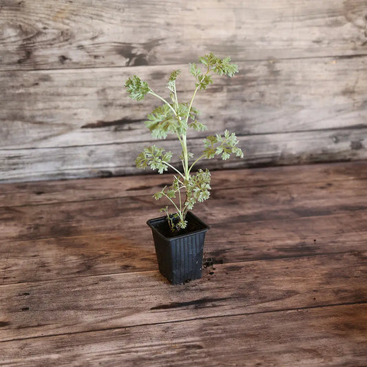 ABSINTHE AB - PLANT 