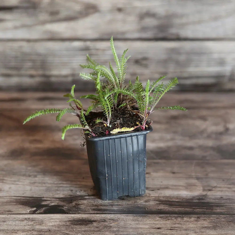 ACHILLEA MILLEFOLIUM FLOWERBURST FRUITBOWL - PLANT 