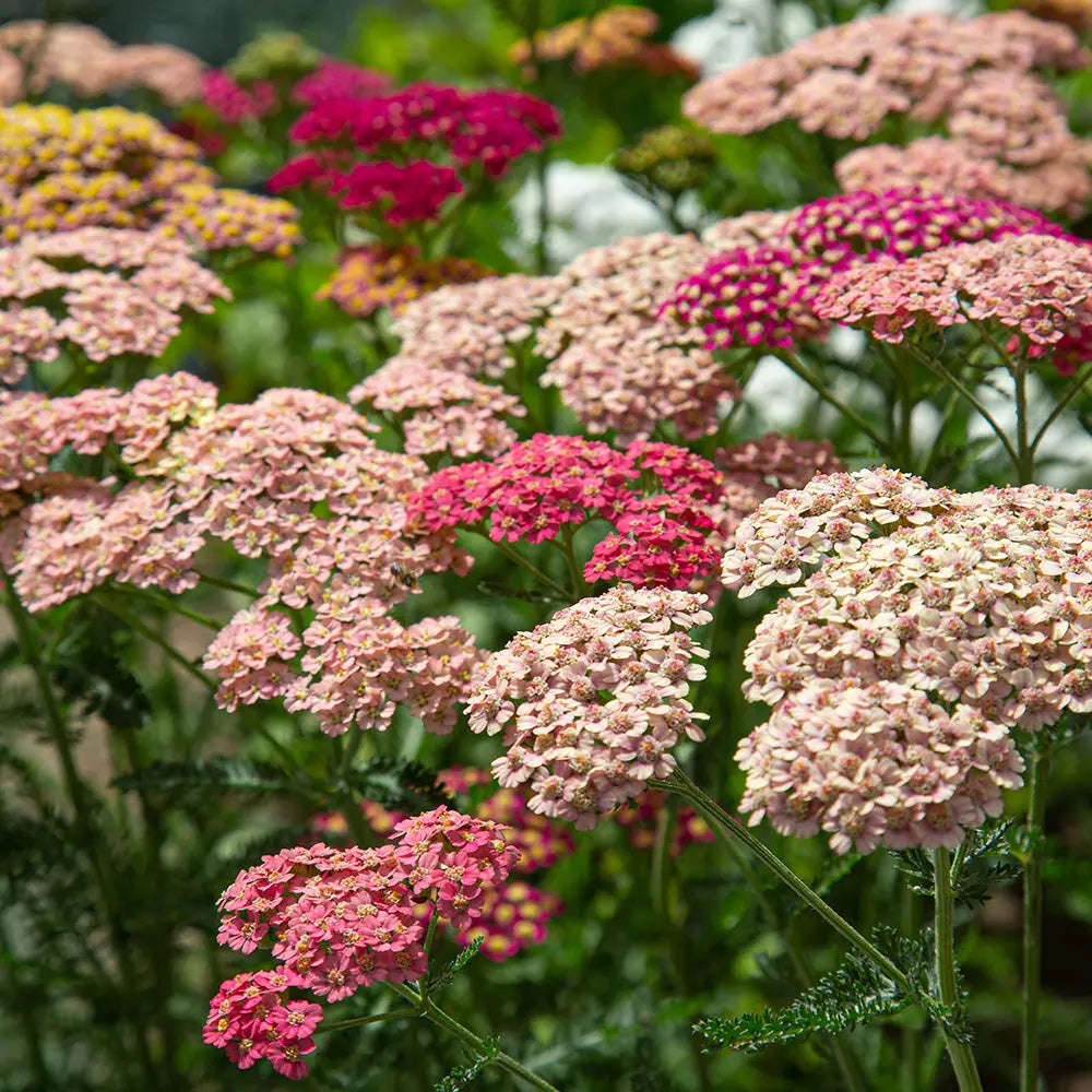 ACHILLEA MILLEFOLIUM FLOWERBURST FRUITBOWL - PLANT 