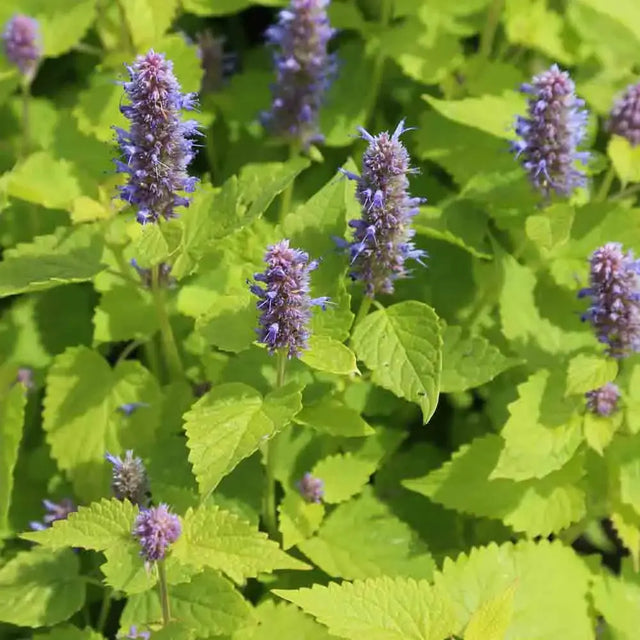 Plantes ornementales
