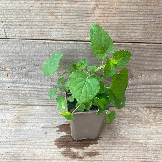 AGASTACHE ANISEE AB - PLANT 