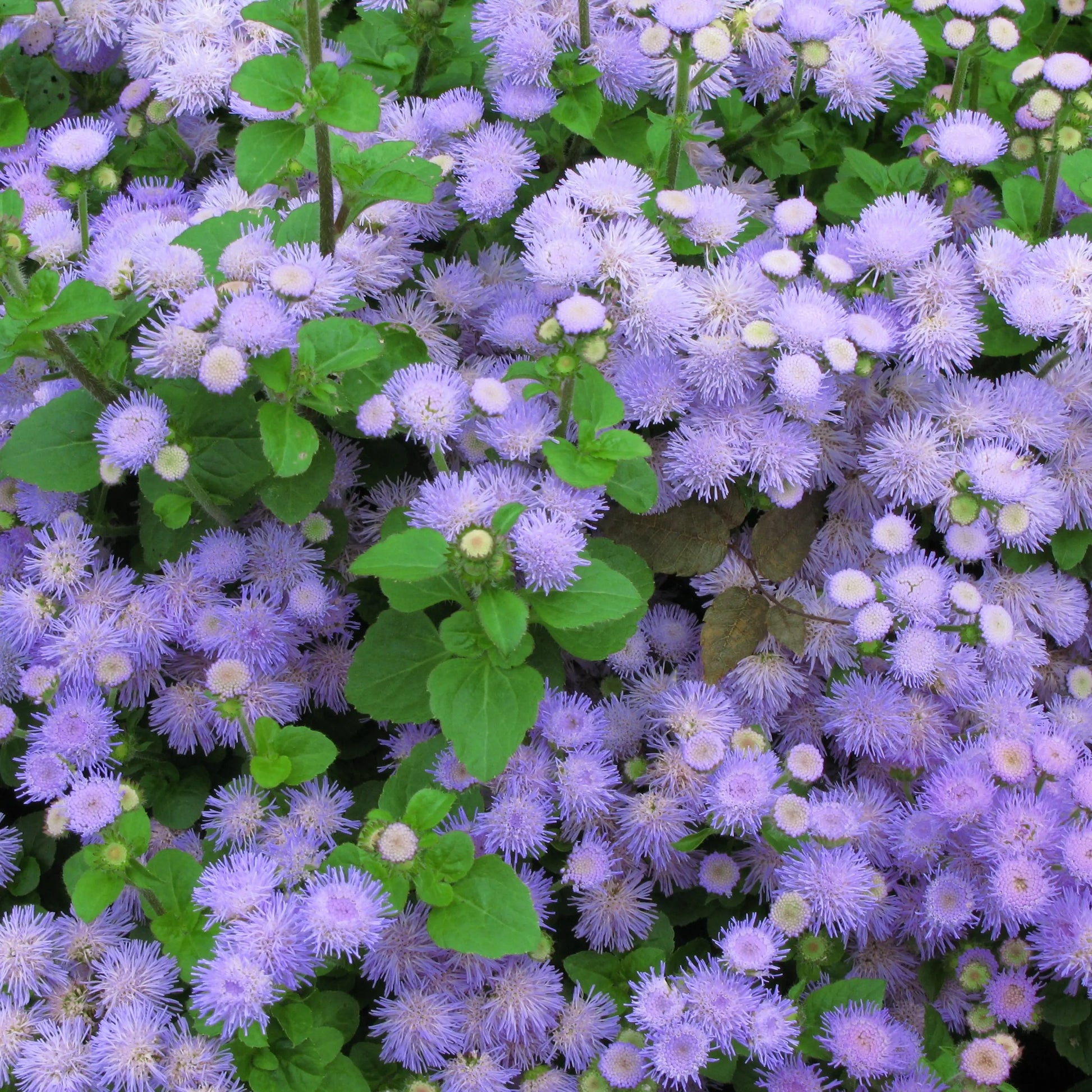 AGERATUM AB 