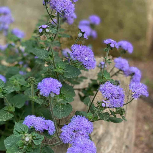 AGERATUM LEDA NT 