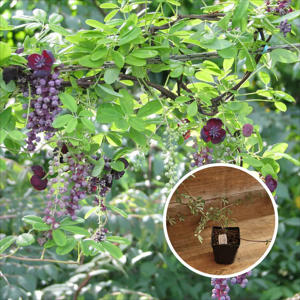 AKEBIA LONGERACEMOSA AB - PLANT 