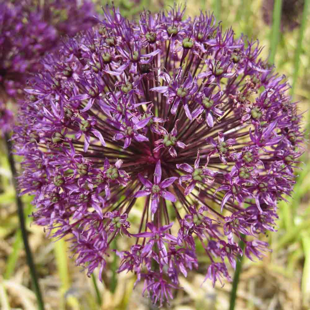 ALLIUM AFLATUNENSE 