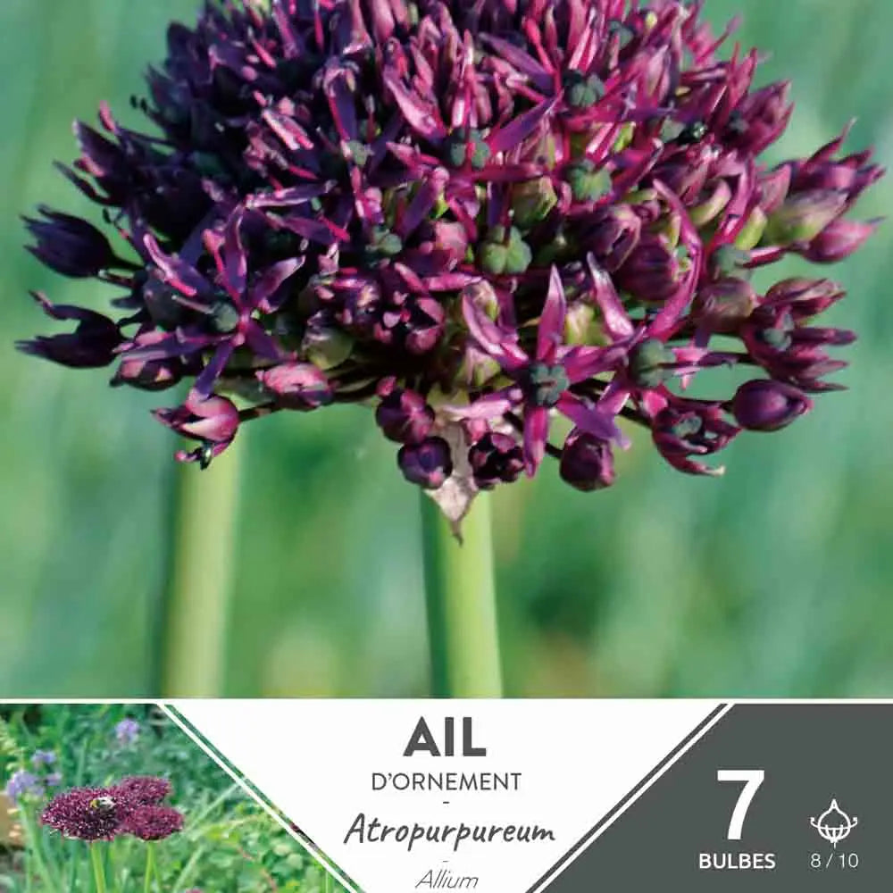 ALLIUM ATROPURPUREUM 