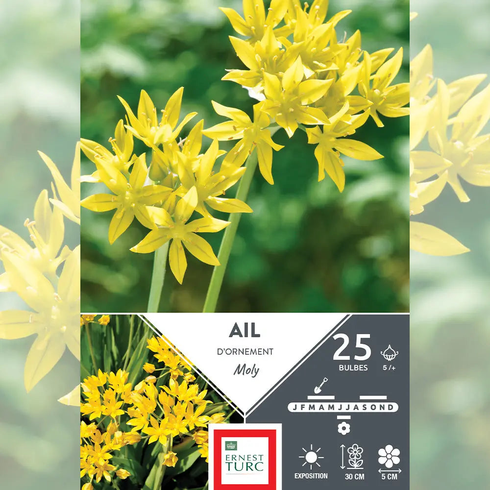 ALLIUM MOLY 