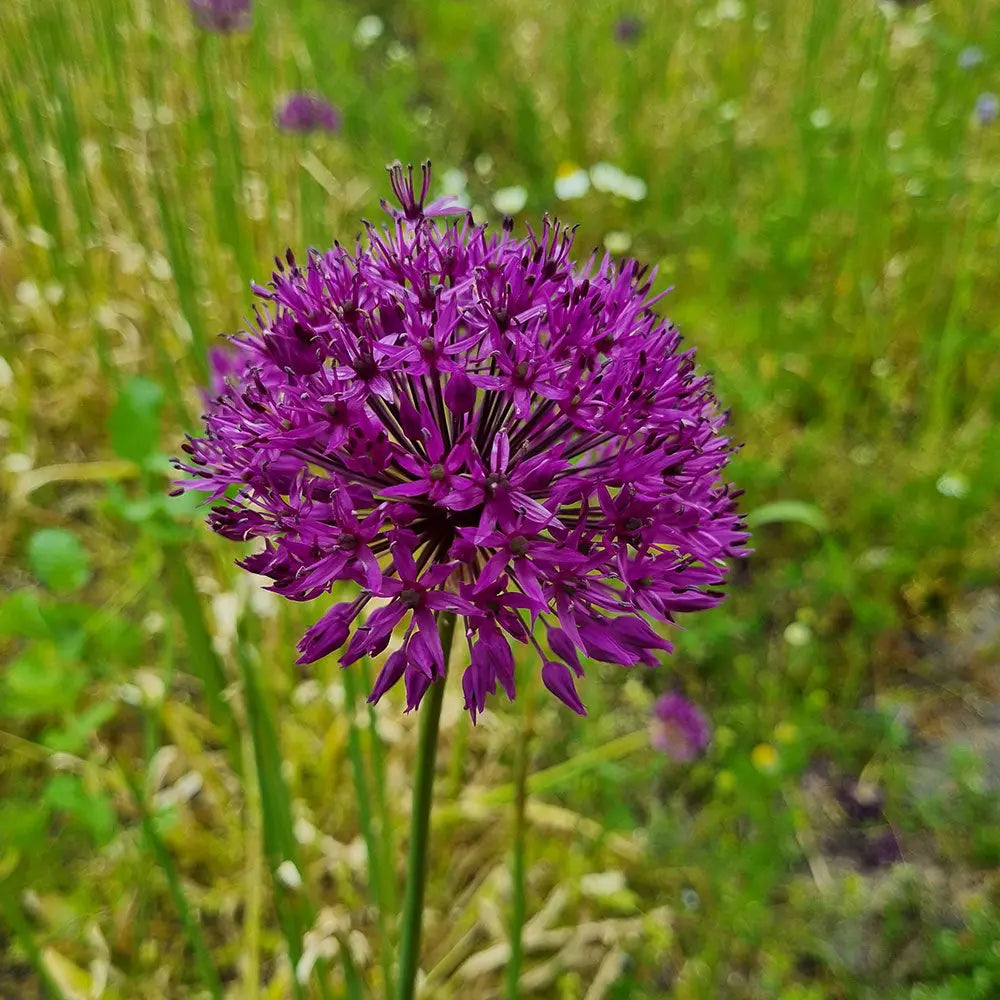 ALLIUM PURPLE RAIN AB 