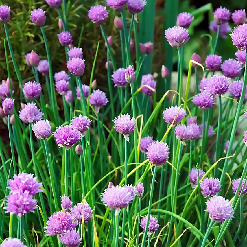 ALLIUM SCHOENOPRASUM - CIBOULETTE 