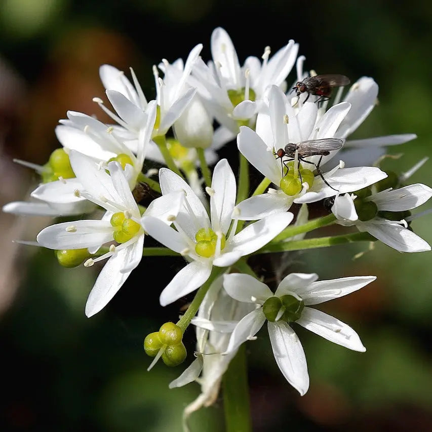 ALLIUM TUBEROSUM - CIBOULETTE CHINOISE 