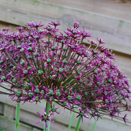 ALLIUM MAGIC AB 