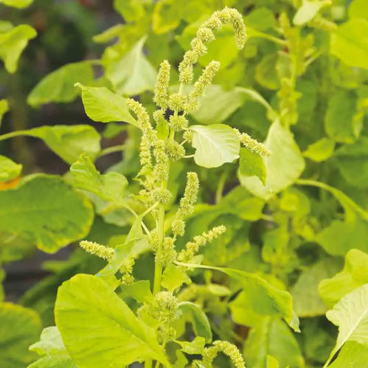 AMARANTE WHITE LEAF AB 