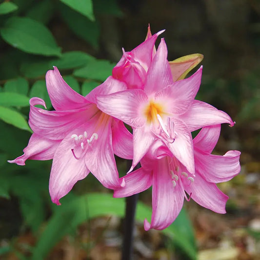 AMARYLLIS BELLA DONNA 