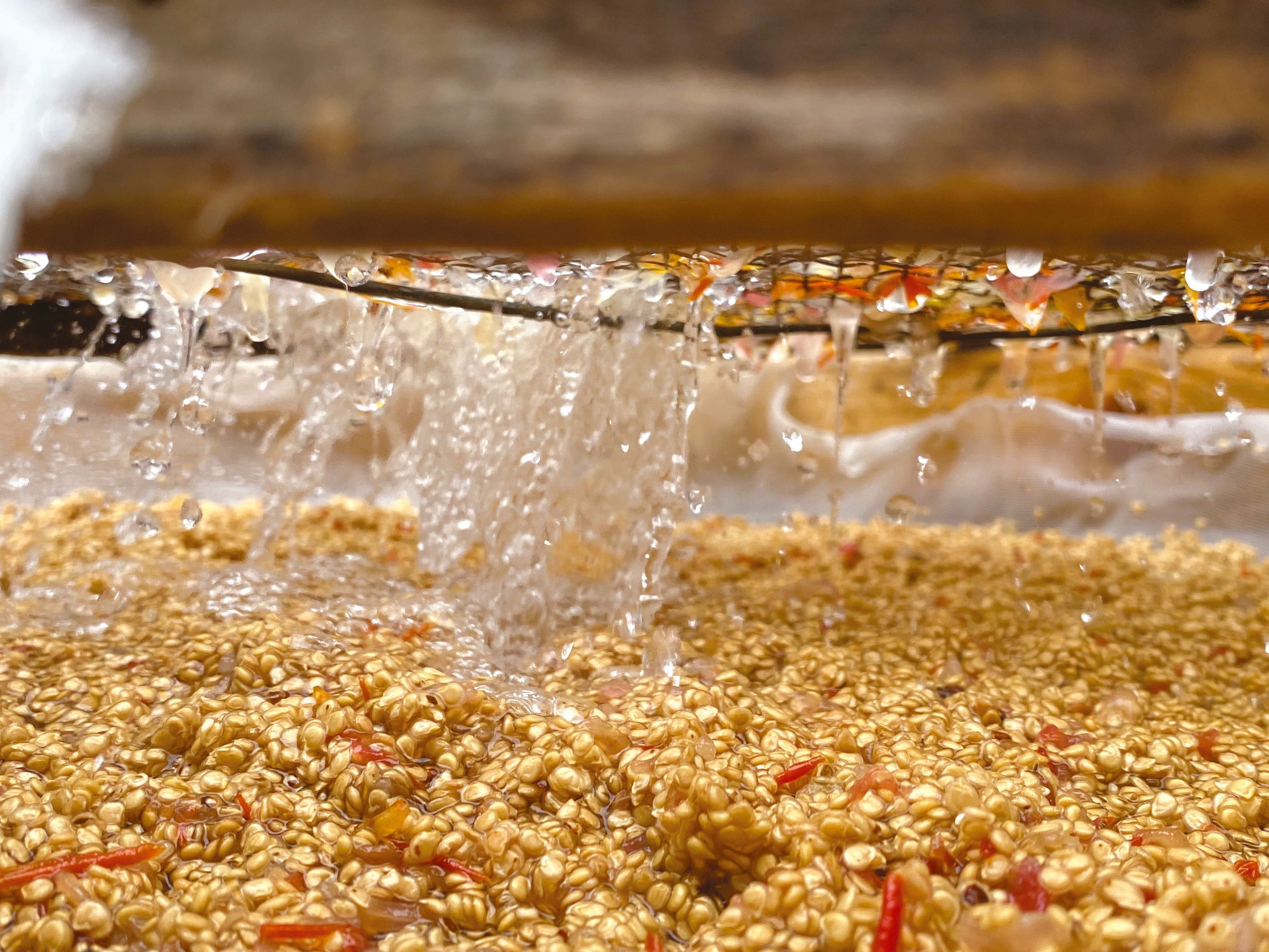 Cultiver un potager en zone humide - La Ferme de Sainte Marthe