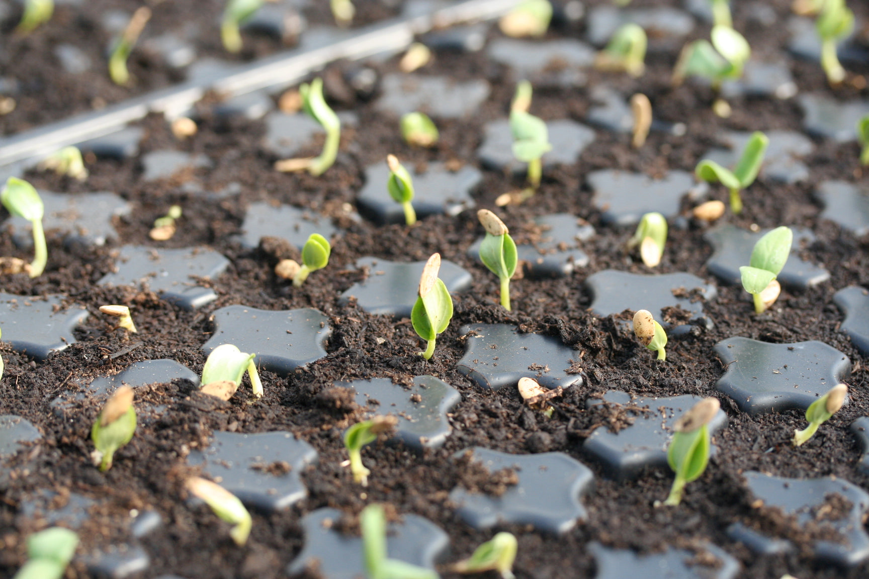 C’est le moment de semer !