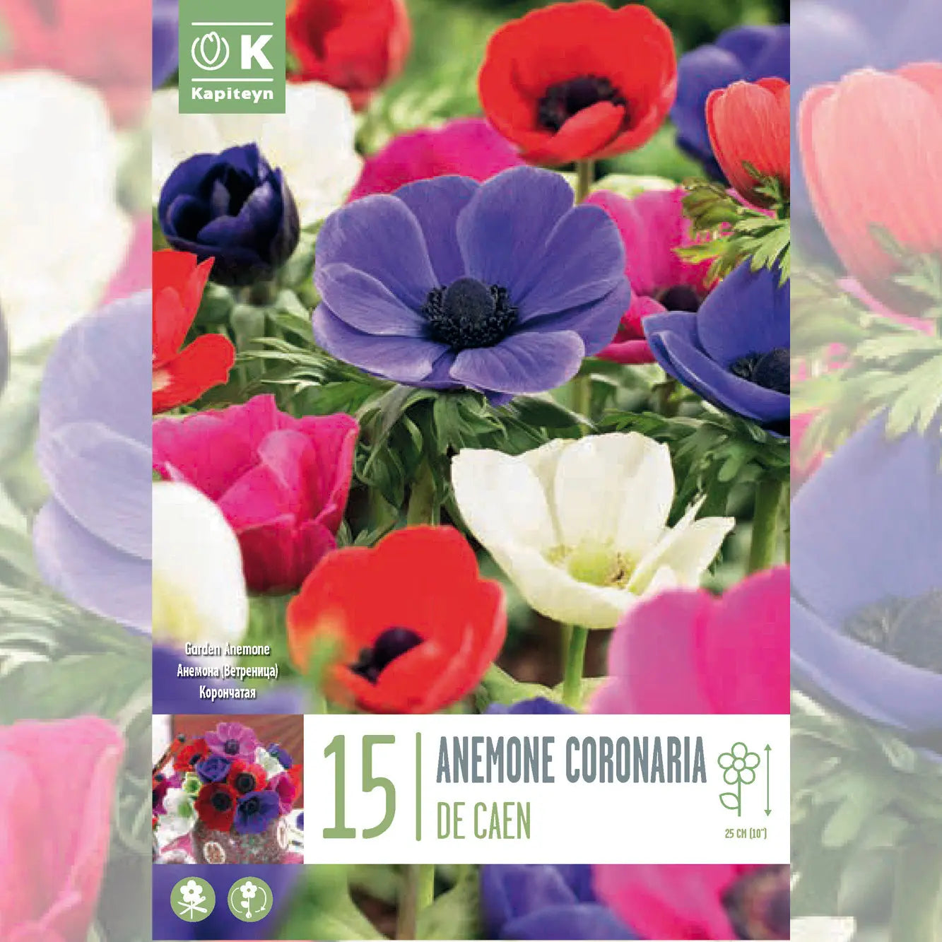 Bulbes d'Anémone Coronaria De Caen – La Ferme de Sainte Marthe