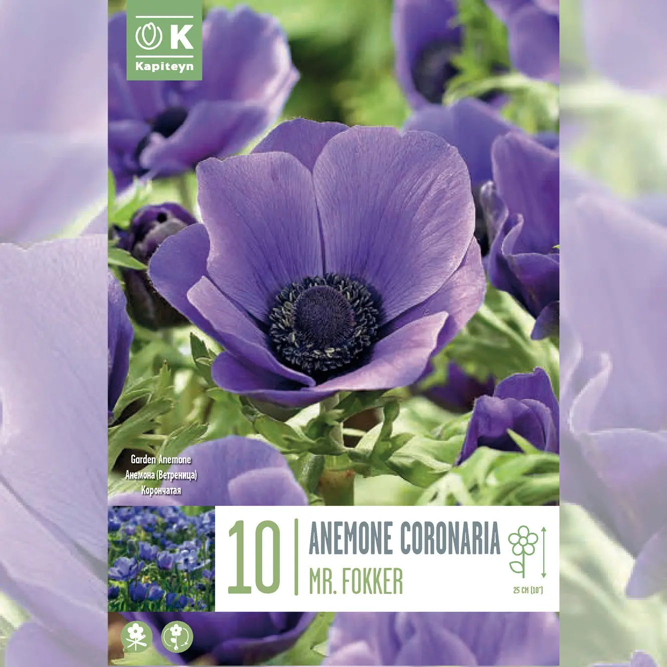 ANÉMONE CORONARIA MR FOKKER 