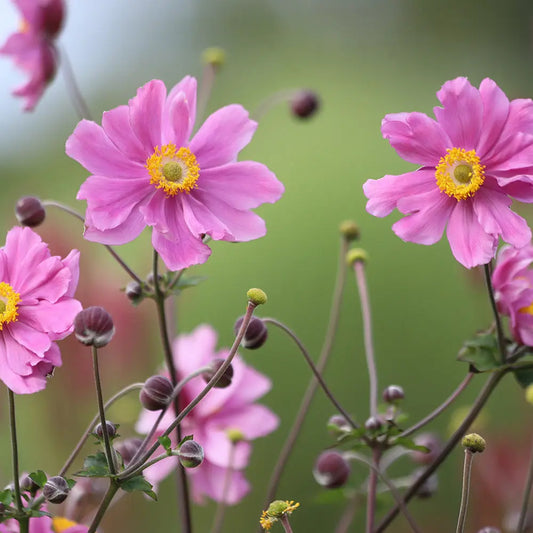 ANEMONE DU JAPON X HYBRIDA ROSE AB - PLANT 