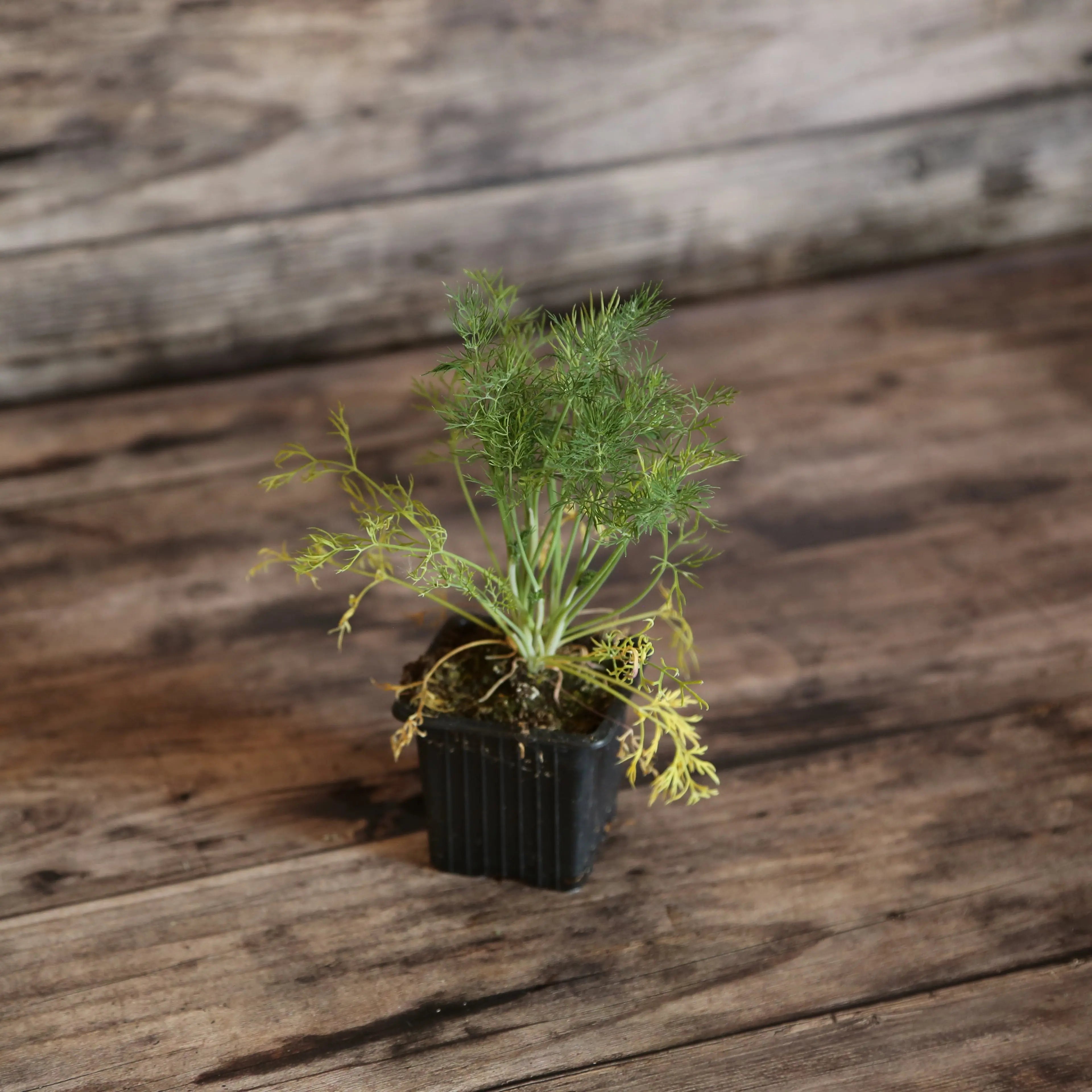 aneth plante Plant d'Aneth Bio – La Ferme de Sainte Marthe
