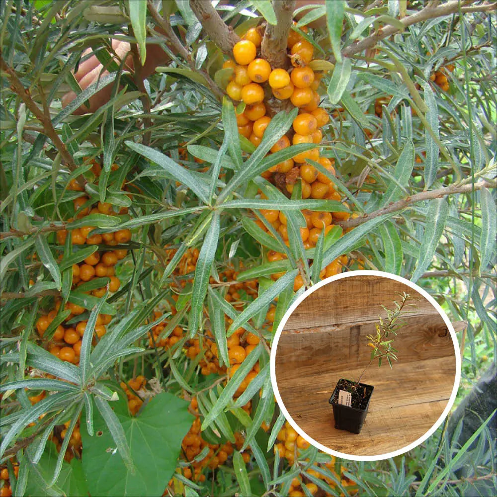 ARGOUSIER FEMELLE HERGO AB - PLANT 