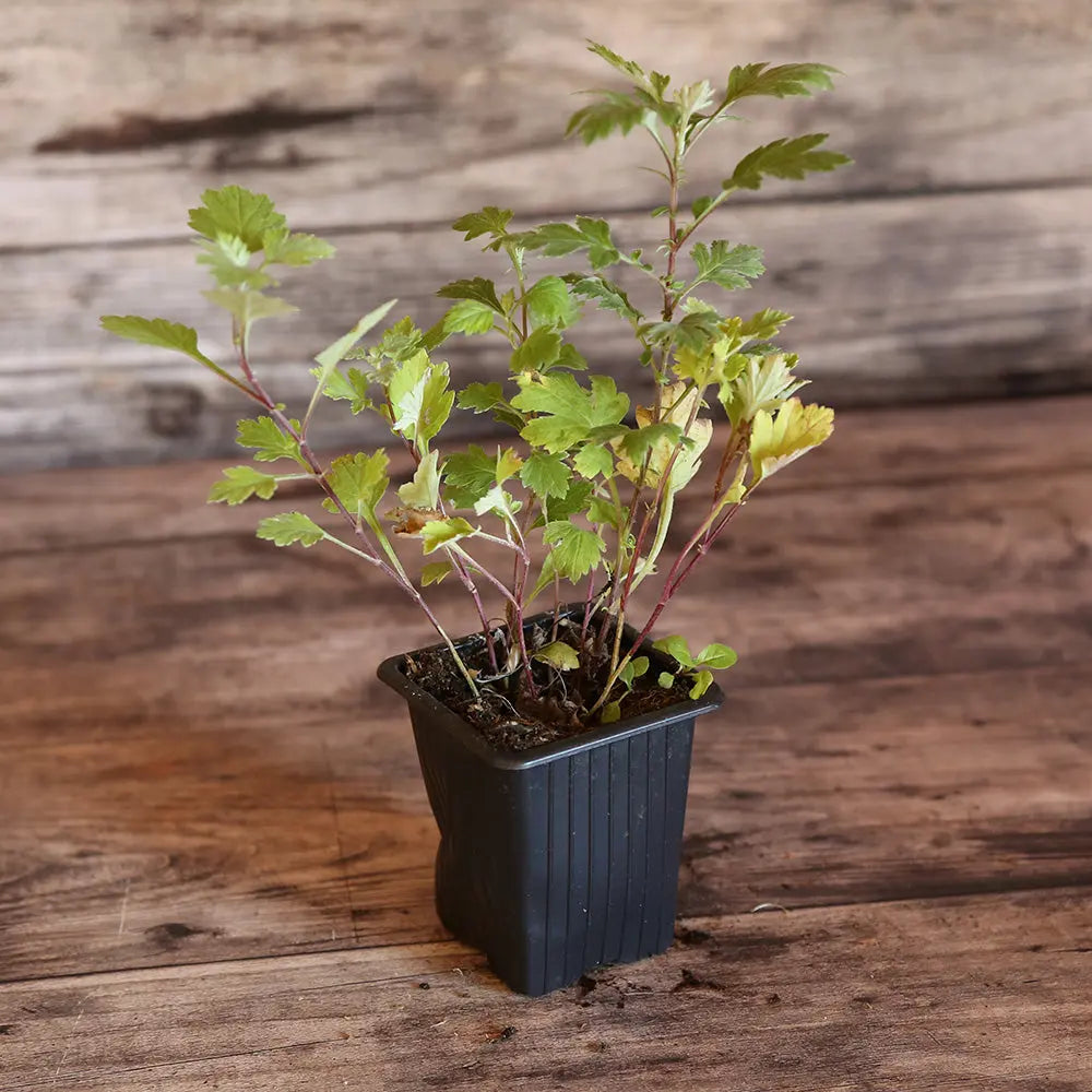 armoise plante Plant d'Armoise Bio – La Ferme de Sainte Marthe