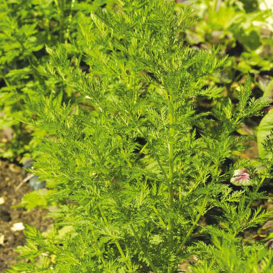 ARMOISE ANNUELLE ARTEMISIA AB 