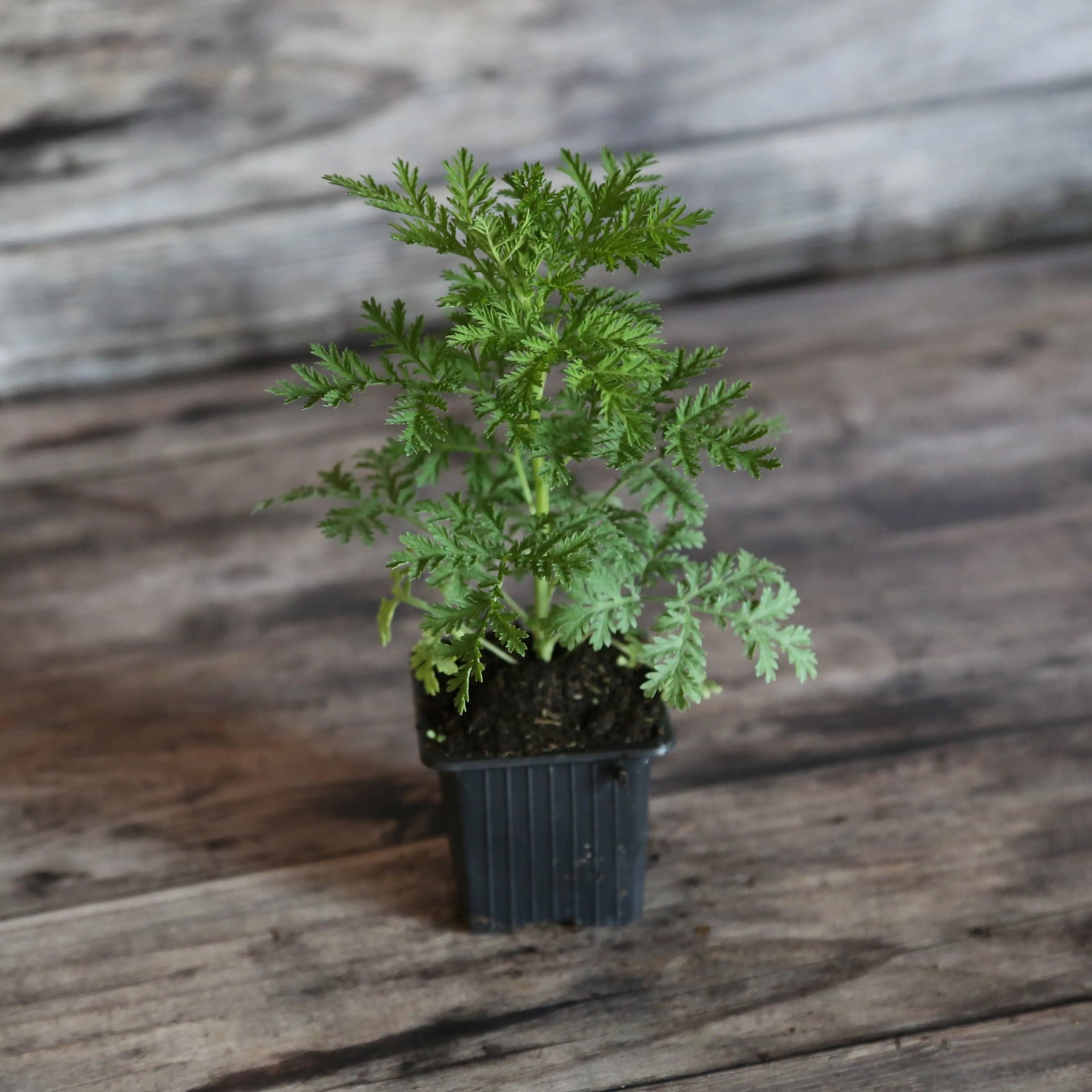Plant d'Armoise Annuelle Artemisia Bio – La Ferme de Sainte Marthe