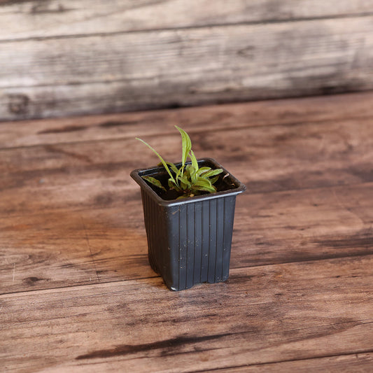 ARNICA AB - PLANT 