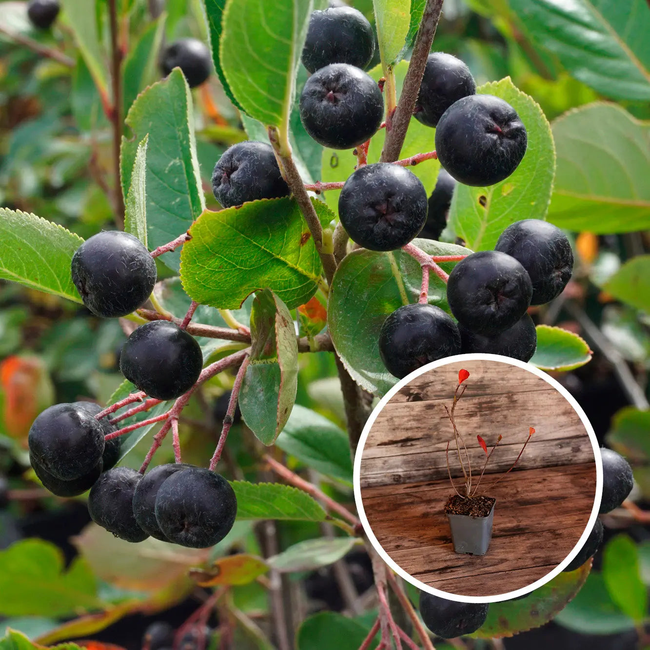 ARONIA AB - PLANT 