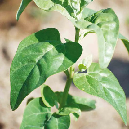 ARROCHE VERTE AB 