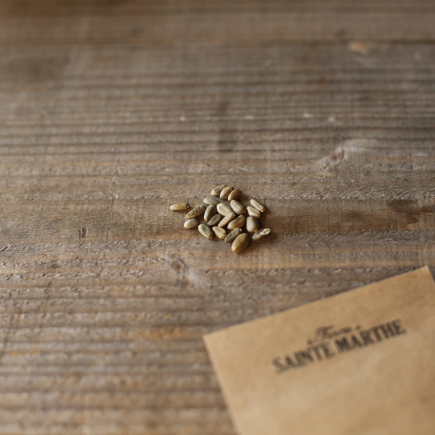 ARTICHAUT VIOLET DE PROVENCE NT 