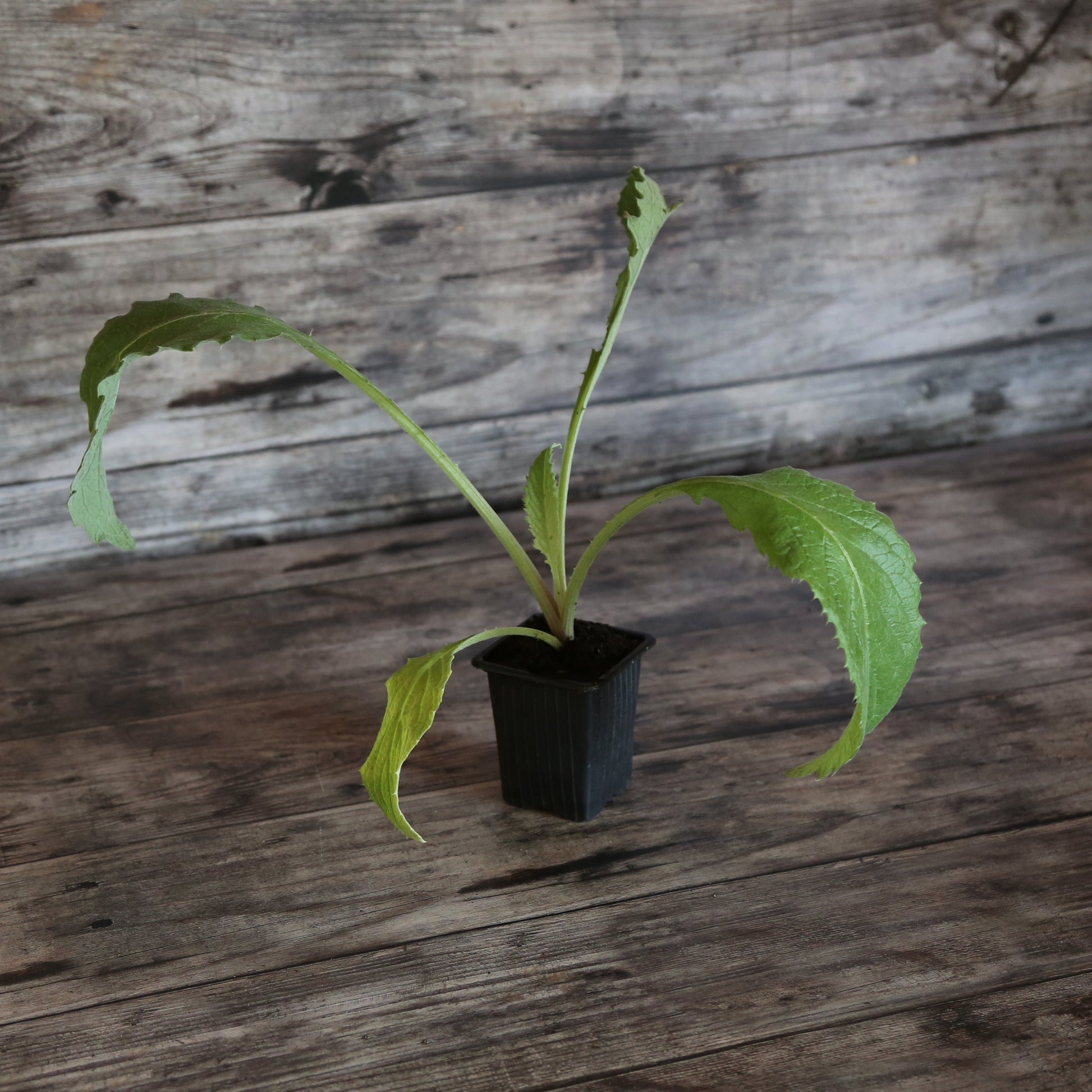 ARTICHAUT IMPERIAL STAR AB - PLANT 