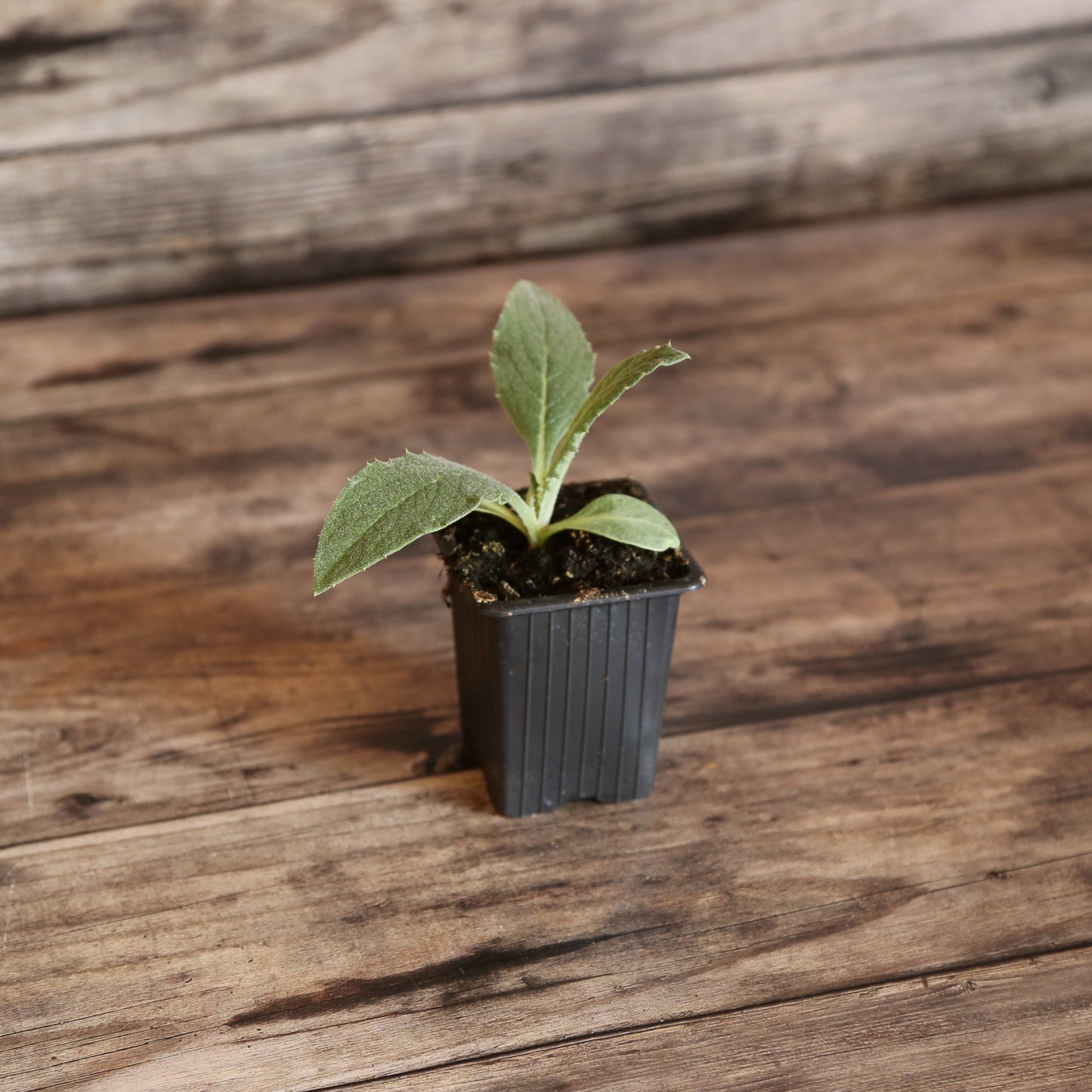 ARTICHAUT VIOLET DE PROVENCE - PLANT