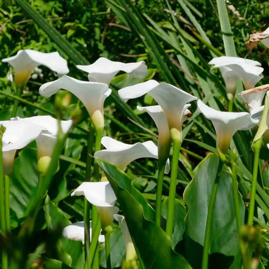 ARUM D'ETHIOPIE 