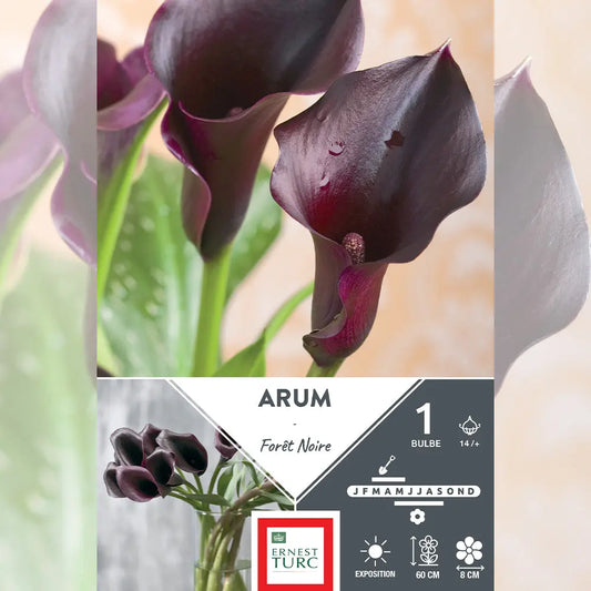 ARUM FORET NOIRE 